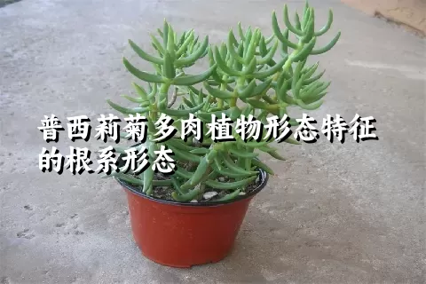 普西莉菊多肉植物形态特征的根系形态