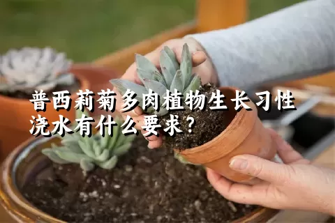 普西莉菊多肉植物生长习性浇水有什么要求？	