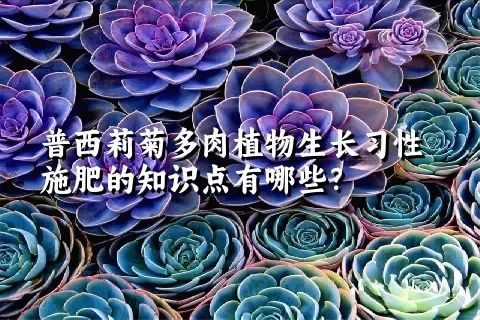 普西莉菊多肉植物生长习性施肥的知识点有哪些？	