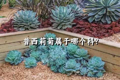 普西莉菊属于哪个科？