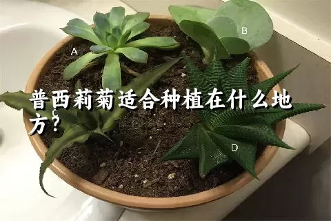 普西莉菊适合种植在什么地方？