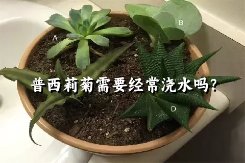 普西莉菊需要经常浇水吗？