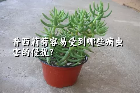 普西莉菊容易受到哪些病虫害的侵扰？