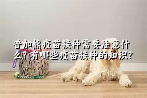 普加熊疫苗接种需要注意什么？有哪些疫苗接种的知识？