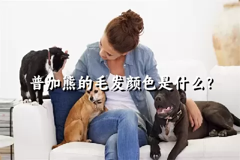 普加熊的毛发颜色是什么？