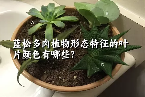 蓝松多肉植物形态特征的叶片颜色有哪些？