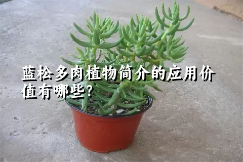 蓝松多肉植物简介的应用价值有哪些？