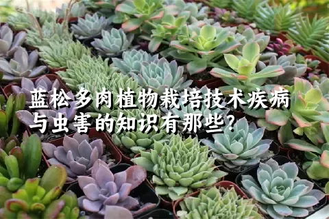 蓝松多肉植物栽培技术疾病与虫害的知识有那些？ 