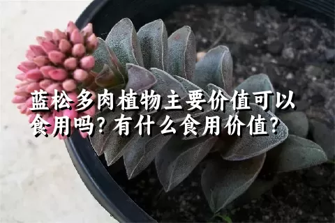 蓝松多肉植物主要价值可以食用吗？有什么食用价值？