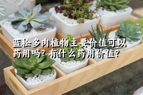 蓝松多肉植物主要价值可以药用吗？有什么药用价值？