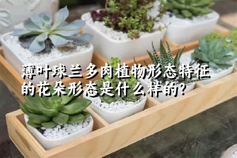 薄叶球兰多肉植物形态特征的花朵形态是什么样的？