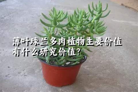 薄叶球兰多肉植物主要价值有什么研究价值？