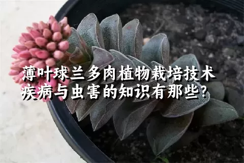 薄叶球兰多肉植物栽培技术疾病与虫害的知识有那些？ 