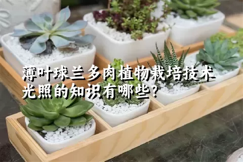 薄叶球兰多肉植物栽培技术光照的知识有哪些？ 