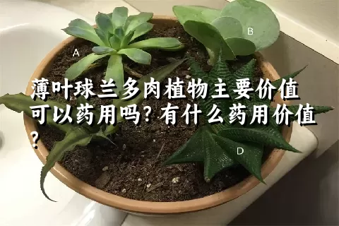 薄叶球兰多肉植物主要价值可以药用吗？有什么药用价值？