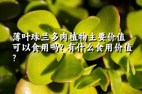 薄叶球兰多肉植物主要价值可以食用吗？有什么食用价值？