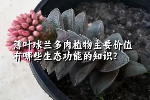 薄叶球兰多肉植物主要价值有哪些生态功能的知识？