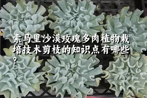 索马里沙漠玫瑰多肉植物栽培技术剪枝的知识点有哪些？