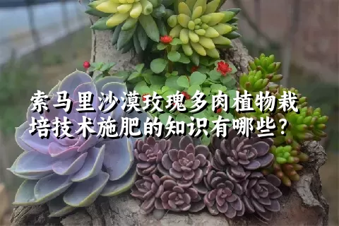 索马里沙漠玫瑰多肉植物栽培技术施肥的知识有哪些？ 