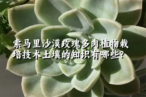 索马里沙漠玫瑰多肉植物栽培技术土壤的知识有哪些？