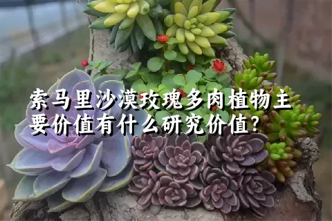 索马里沙漠玫瑰多肉植物主要价值有什么研究价值？