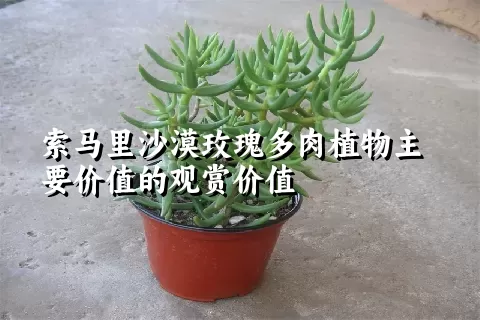 索马里沙漠玫瑰多肉植物主要价值的观赏价值