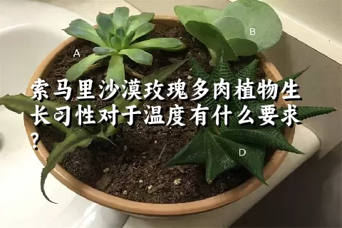 索马里沙漠玫瑰多肉植物生长习性对于温度有什么要求？