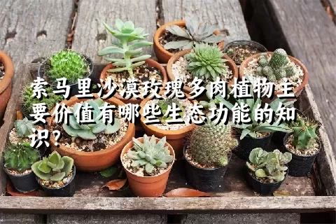 索马里沙漠玫瑰多肉植物主要价值有哪些生态功能的知识？