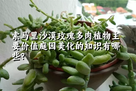 索马里沙漠玫瑰多肉植物主要价值庭园美化的知识有哪些？