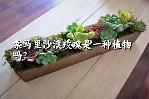 索马里沙漠玫瑰是一种植物吗？