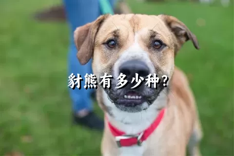 豺熊有多少种？