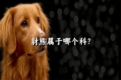 豺熊属于哪个科？