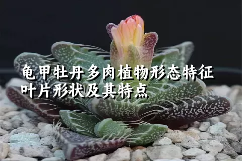 龟甲牡丹多肉植物形态特征叶片形状及其特点