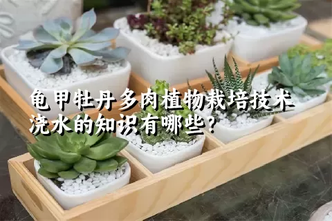 龟甲牡丹多肉植物栽培技术浇水的知识有哪些？