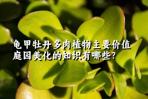 龟甲牡丹多肉植物主要价值庭园美化的知识有哪些？