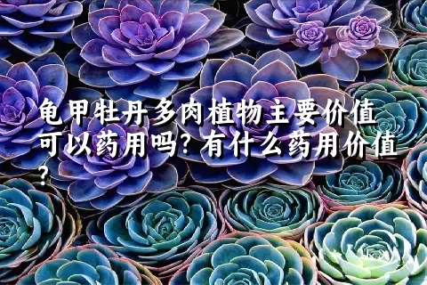 龟甲牡丹多肉植物主要价值可以药用吗？有什么药用价值？