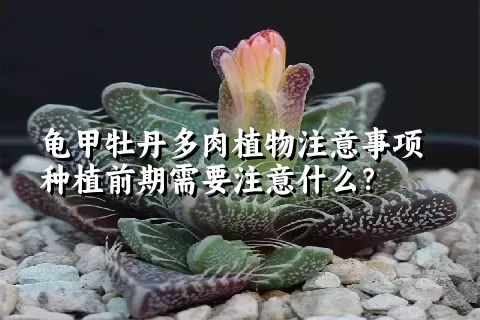 龟甲牡丹多肉植物注意事项种植前期需要注意什么？ 