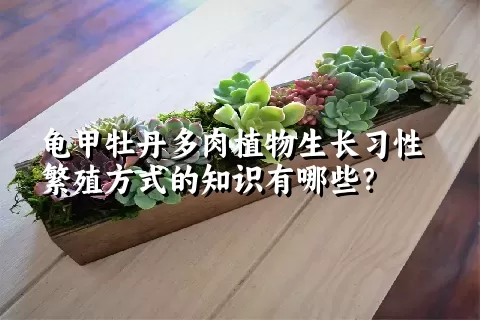 龟甲牡丹多肉植物生长习性繁殖方式的知识有哪些？