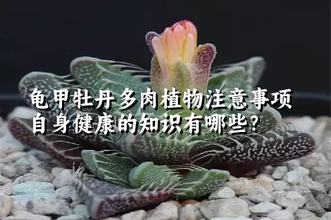 龟甲牡丹多肉植物注意事项自身健康的知识有哪些？