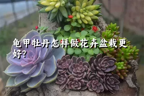 龟甲牡丹怎样做花卉盆栽更好？