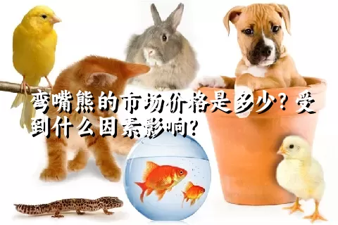 弯嘴熊的市场价格是多少？受到什么因素影响？