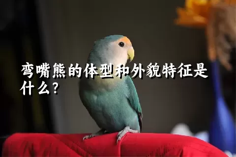 弯嘴熊的体型和外貌特征是什么？