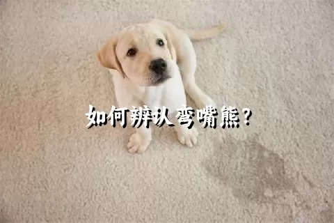 如何辨认弯嘴熊？