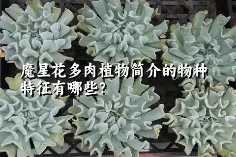 魔星花多肉植物简介的物种特征有哪些？