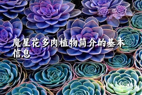 魔星花多肉植物简介的基本信息