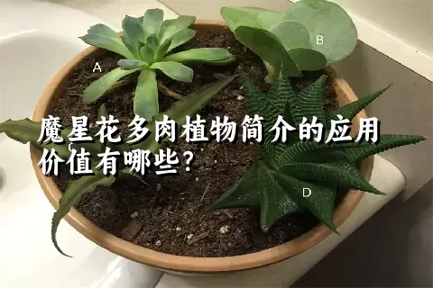 魔星花多肉植物简介的应用价值有哪些？