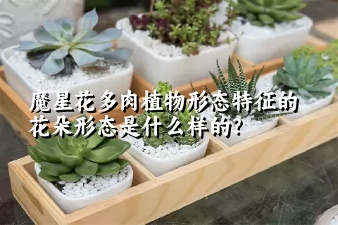 魔星花多肉植物形态特征的花朵形态是什么样的？