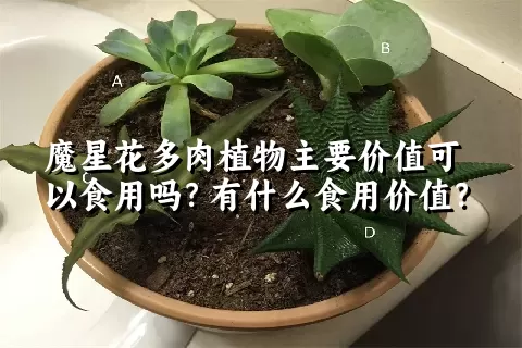 魔星花多肉植物主要价值可以食用吗？有什么食用价值？