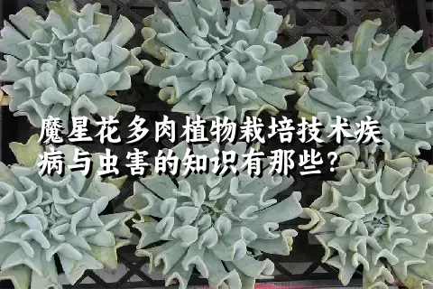 魔星花多肉植物栽培技术疾病与虫害的知识有那些？ 