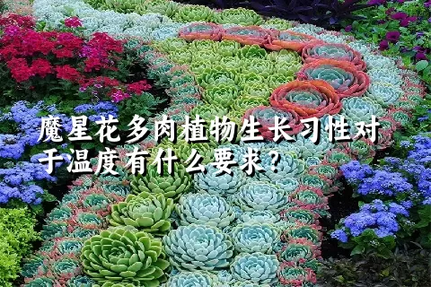 魔星花多肉植物生长习性对于温度有什么要求？